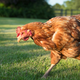 chicken walking on grass